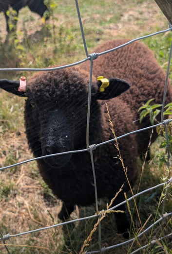 Twin wether lambs for sale