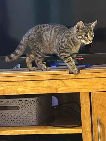 Kitten