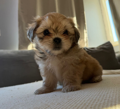 2 gorgeous Shih Tzu boys left