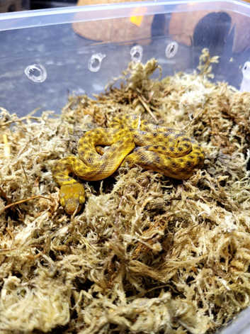 Madagascan Cat Eyed Snake (Gold Phase) at Birmingham Reptiles