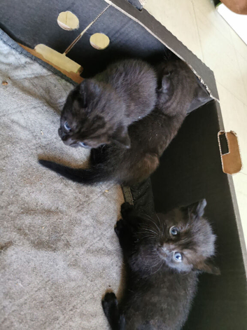 4 girls and 1 boy bluey grey mix