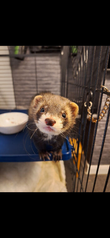 Very friendly hob comes with cage