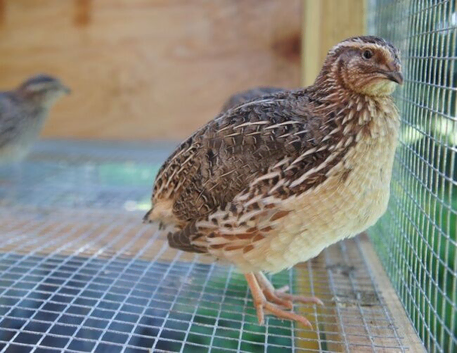 Large Male jumbo quail