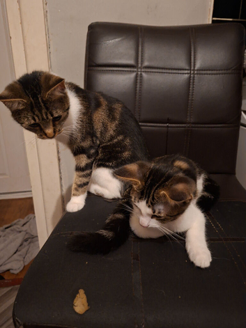 Kitten