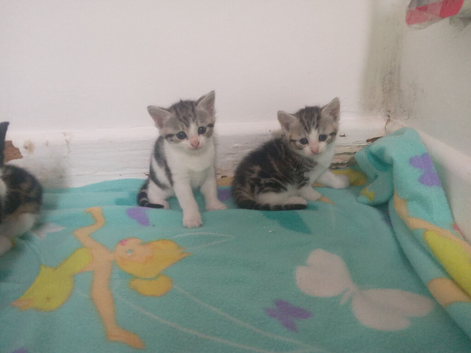 Kittens for sale