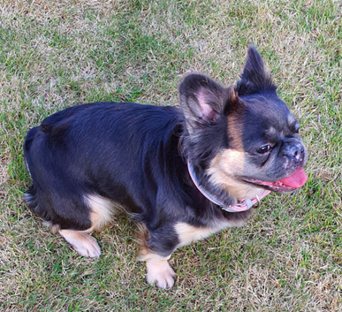 Fully French bulldog for sale