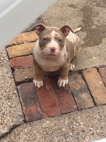 Lilac tri Merle female