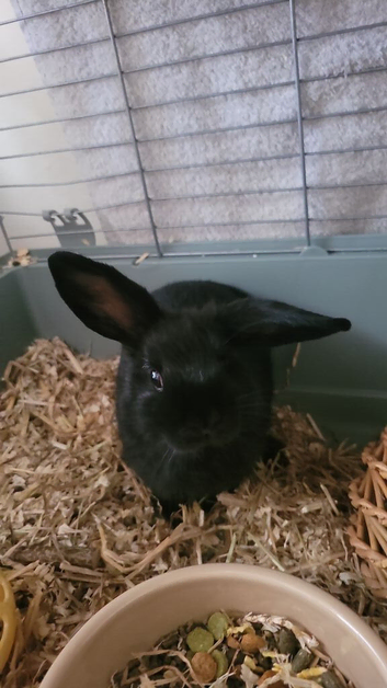 BLACK bunny needing a home