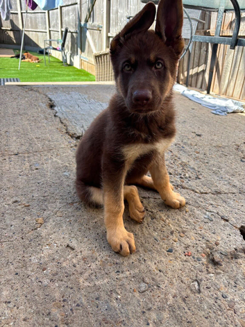Isabella German shepherd