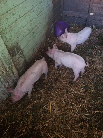 4 piglets for new homes
