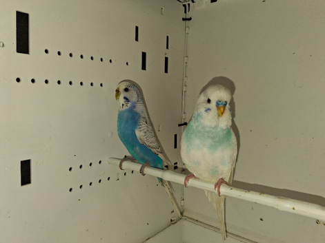 Breeding pair budgies