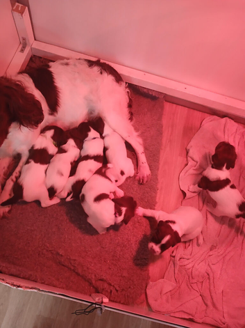 Working ,KC reg ,liver and white pups
