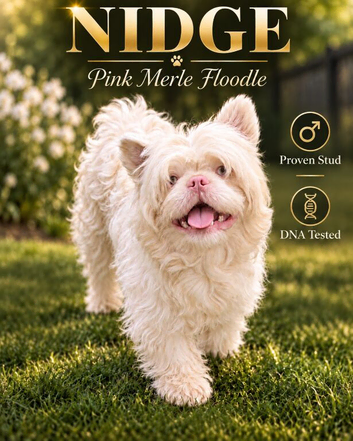 Pink Merle Floodle for stud