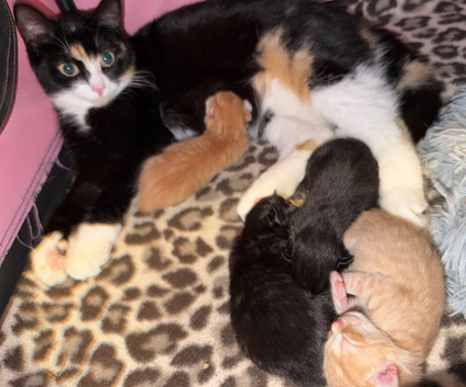 2 kittens for sale