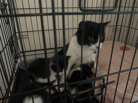 beautiful kittens