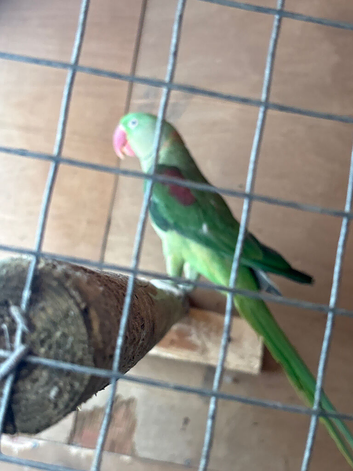 Spilt lutino Alexanderine cock