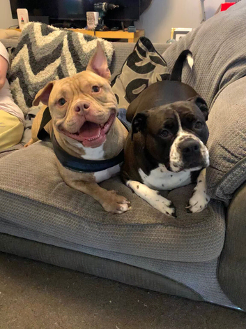 3 Year Old Male Pocket Bully