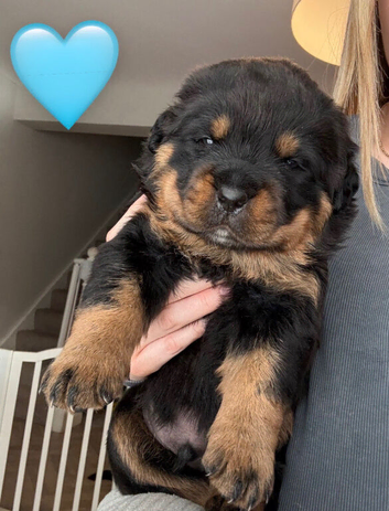Rottweiler Puppies