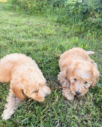 labradoodle puppies ready for new homes