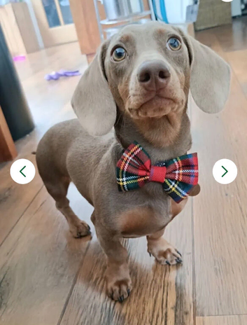 KC PROVEN MINI DAXI STUD