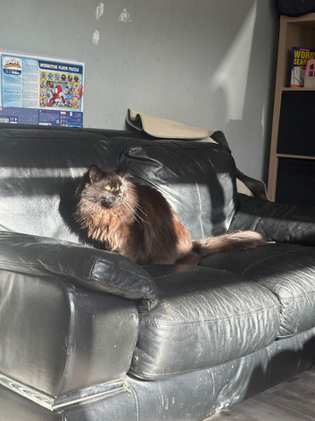 Maine Coon Cat for Sale - &pound;600