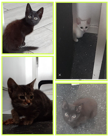 Kittens for sale