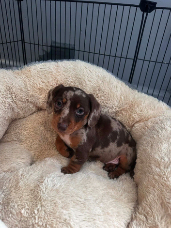 1 beautiful girl left