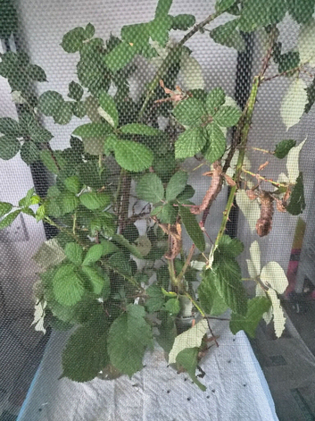 Giant stick insect eggs