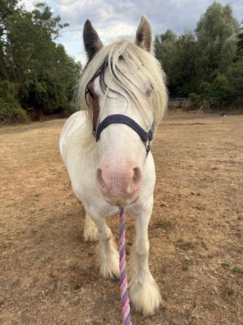13.2 skewbald mare