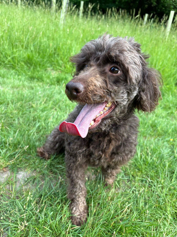 Beautiful curly chocolate poodle