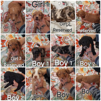 Cockapoo Puppies