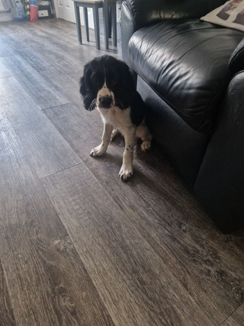 Sprocker for sale