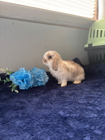Beautiful mini lop babes
