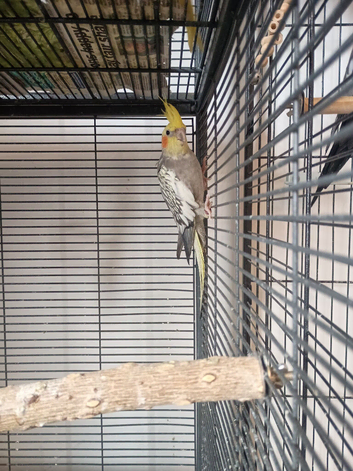 Pearl cockatiel