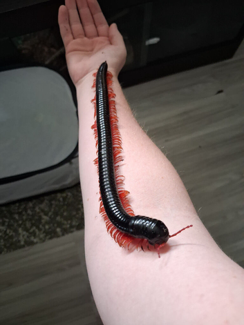 Red Leg Titan Millipede