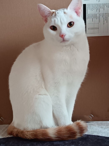 Cat Need to rehoming