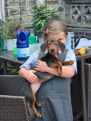 Mini merle daschund