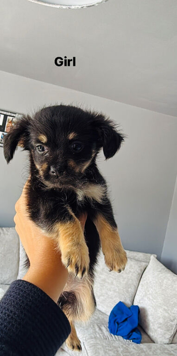 Adorable fluffy chihuahua