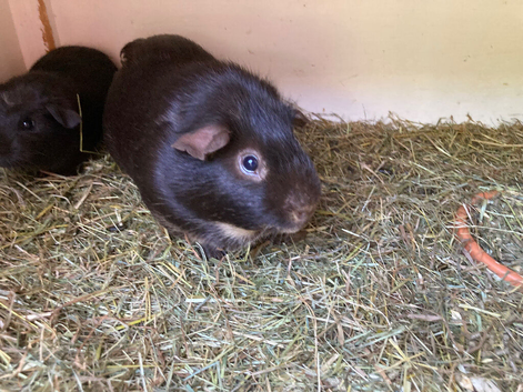 Baby Guinea pigs boars and 1 sow