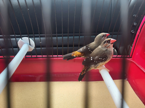 Male strawberry finch.