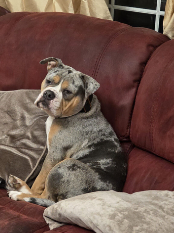 Old English Bulldog