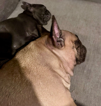 Kc Registered Blue French bulldog fluffy carrier