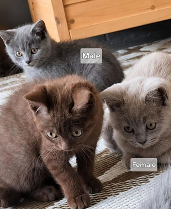 Lilac and blue bsh kittens ready now