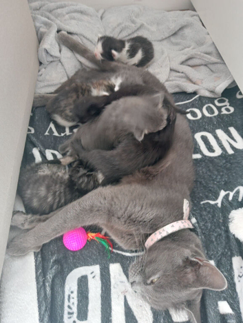Kittens