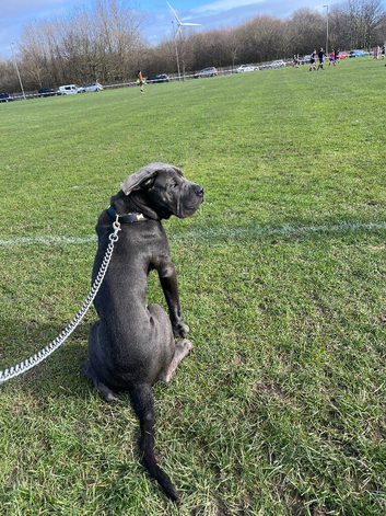 Cane corso puppy 7 months old