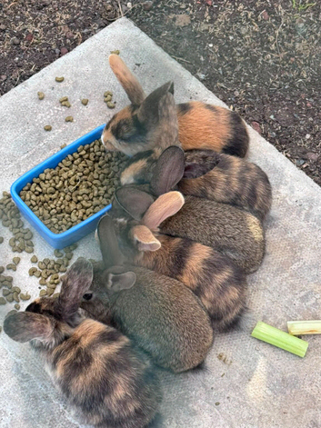Beautiful baby bunnies
