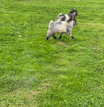 2 billy goats