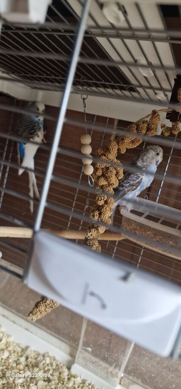 Blue Budgie Pair with 6 Eggs