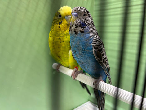 Black face & black wing proven pair budgies