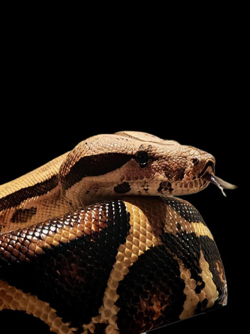 Jungle Khan Boa Constrictor - female